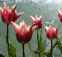 Anka's Photo
