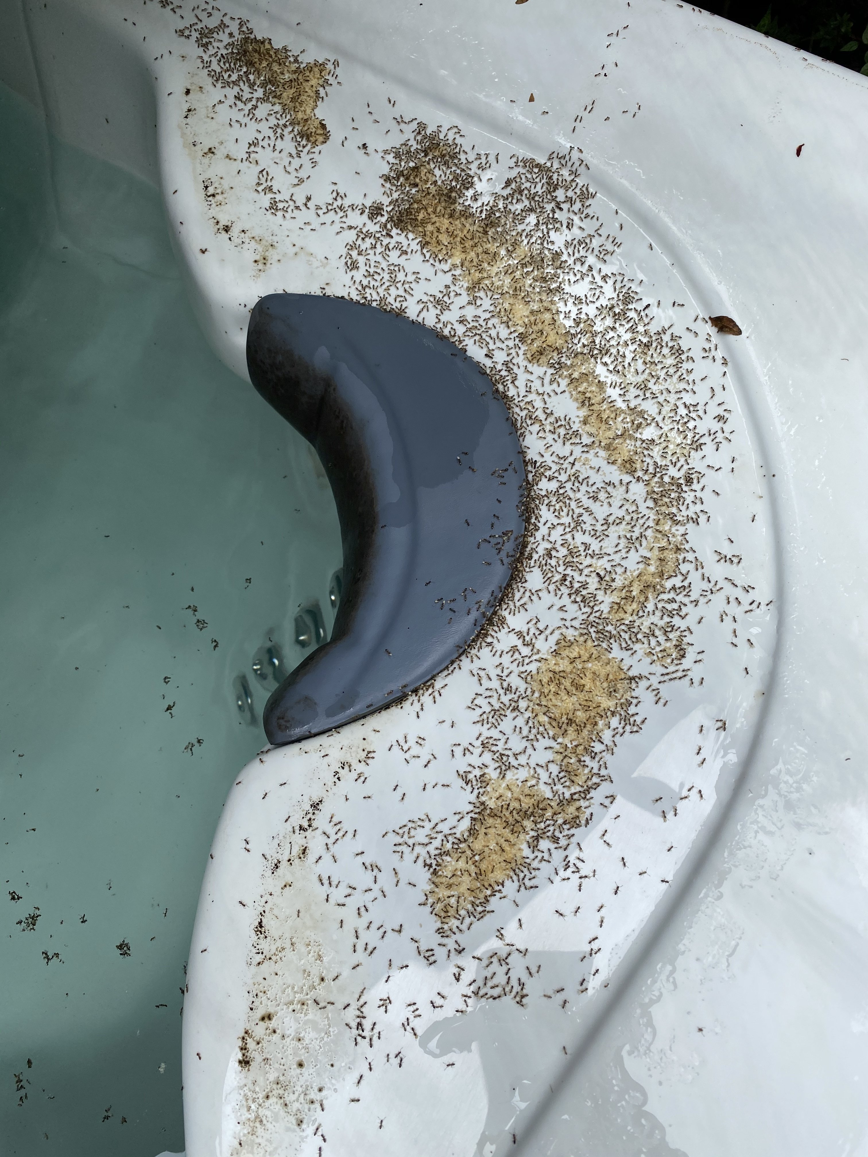 Maggot looking things and ants! *beware,pics* Portable Hot Tubs & Spas Pool and Spa Forum